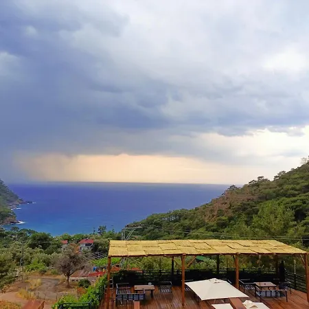 Tree Fethiye